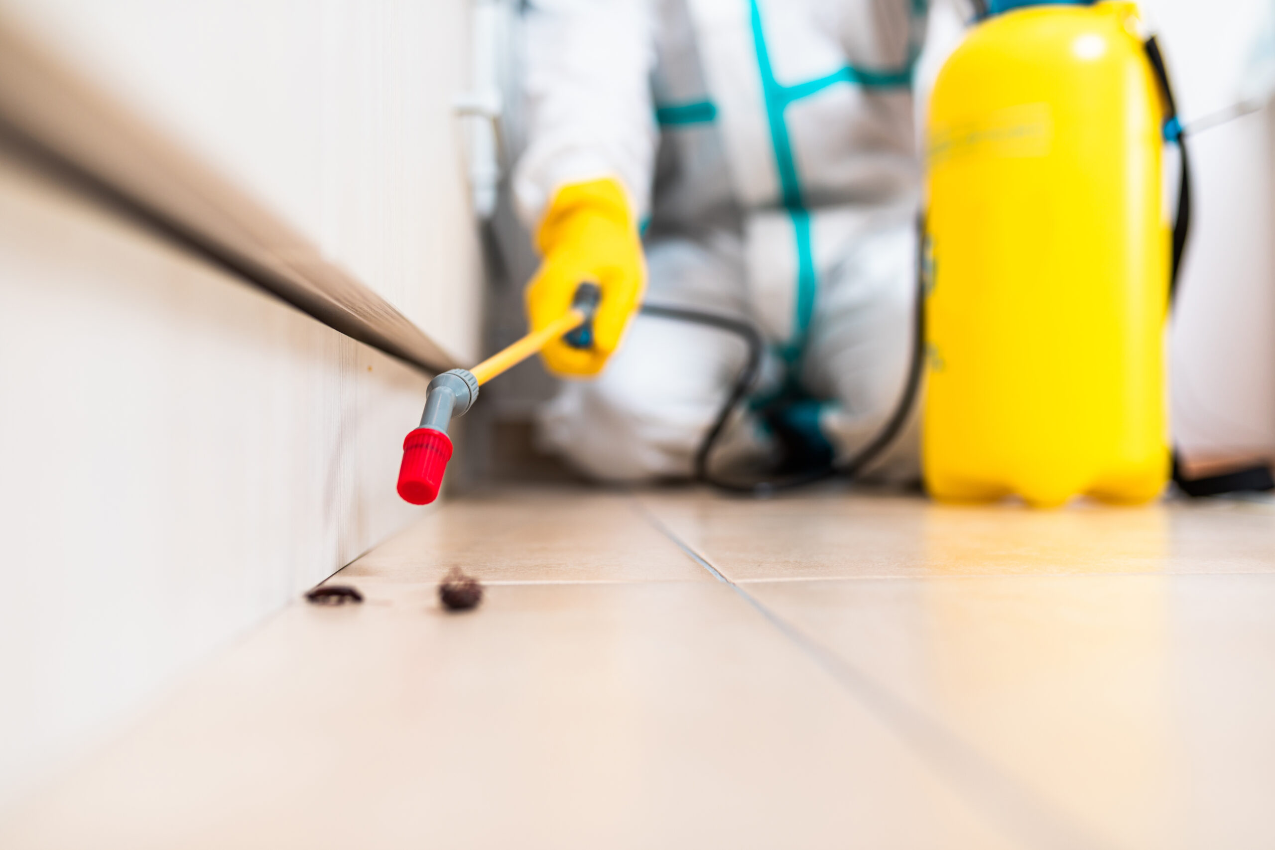 Port Charlotte Pest Experts